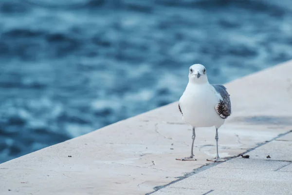 Selective Focus Shot Seagull Seaside — Stock Photo, Image