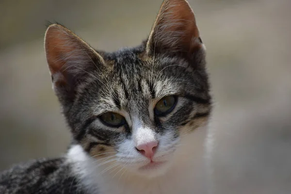 어두운 배경에 귀여운 얼굴을 아름다운 고양이 — 스톡 사진
