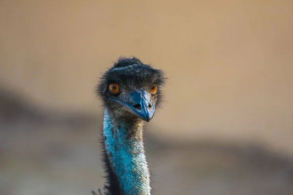 Zbliżenie Ptaka Emu Areen Wildlife Park Bahrajnie — Zdjęcie stockowe