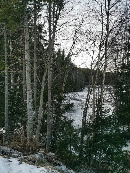 Uma Vista Floresta Abetos Siljan Noruega Durante Inverno — Fotografia de Stock