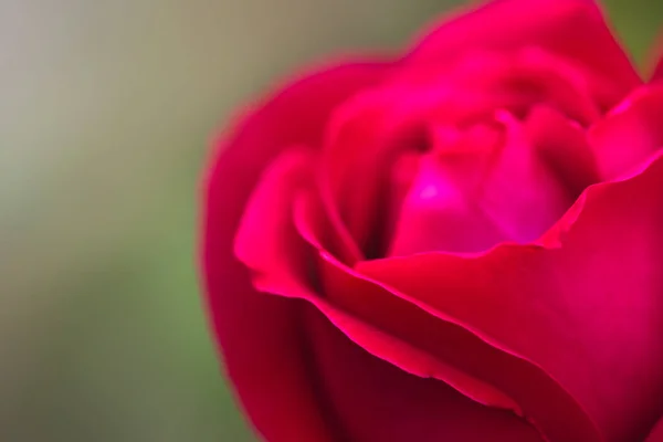 Closeup Shot Pink Rose Petal — Stock Photo, Image