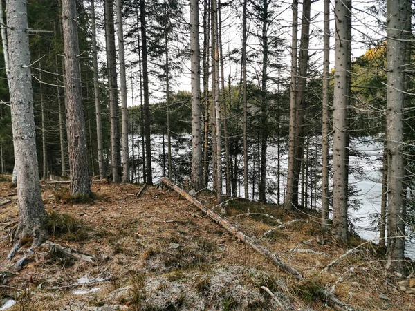 Kilátás Fenyőerdőkre Siljanban Norvégiában Télen — Stock Fotó