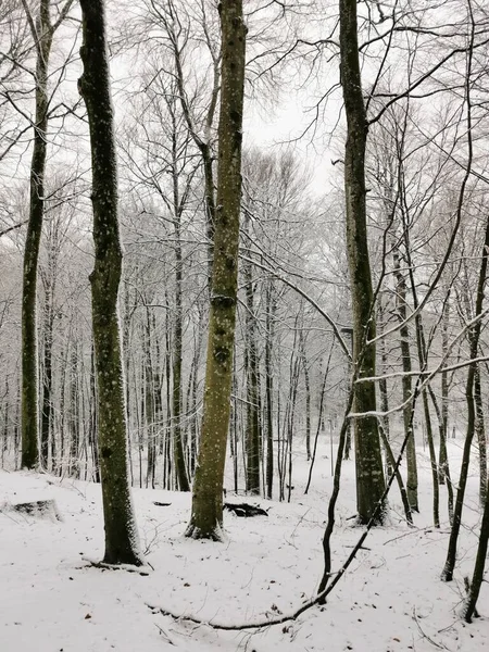 Zimní Krajina Zasněženými Stromy — Stock fotografie