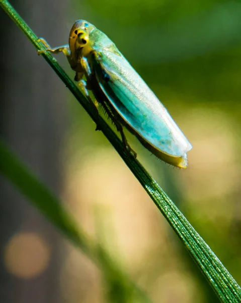 Gros Plan Cicadelle Verte Avec Fond Bokeh — Photo