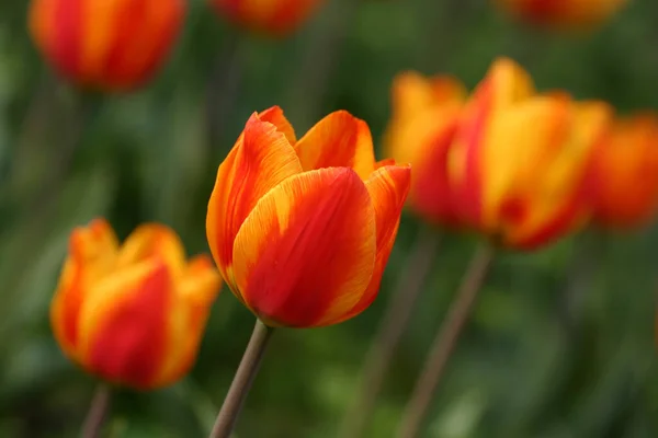 Крупный План Красивых Красочных Тюльпанов Несколькими Другими Фоне — стоковое фото