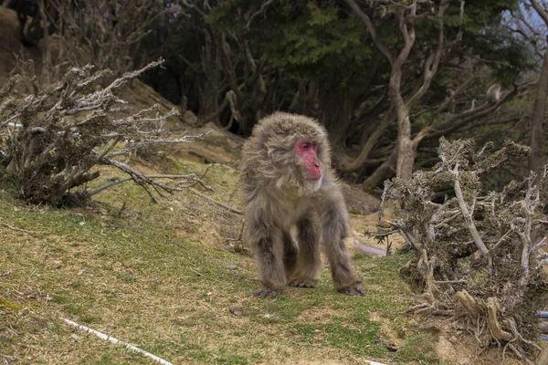 A view of a monkey walking in the zoo next to tree branches at the Arashiyama Monkey Park in Kyoto