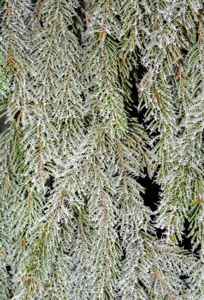 Closeup Shot Crystal Clear Frost Covering Green Plants — Stock Photo, Image