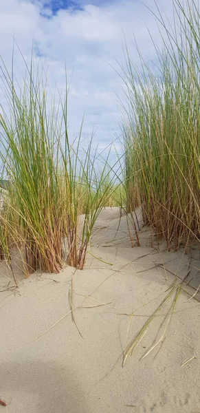 Вертикальный Кадр Песчаной Дорожки Через Траву Пляже Лицензионные Стоковые Фото