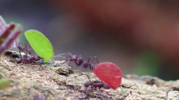 Hormigas Cortadoras Hojas Que Llevan Diferentes Hojas Para Construir Nido — Vídeos de Stock