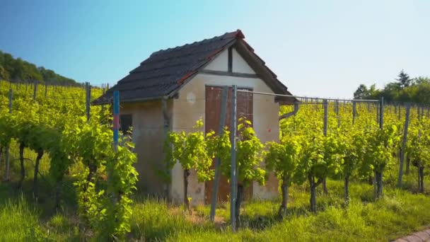 Wijngaard Het Platteland — Stockvideo