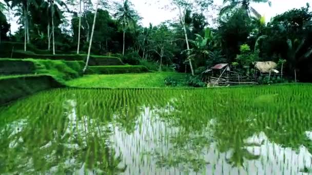 Vzdušný Pohled Zelené Louky Rýžovými Terasami — Stock video