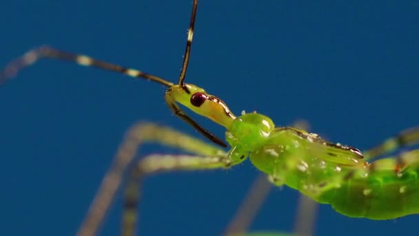 Green Common Praying Mantis Blue Background — Stok video