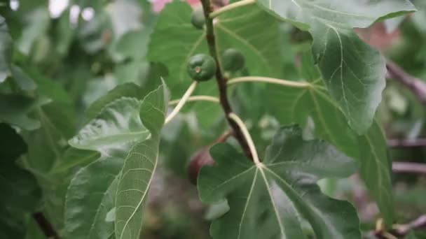 Hojas Verdes Flora Follaje — Vídeos de Stock