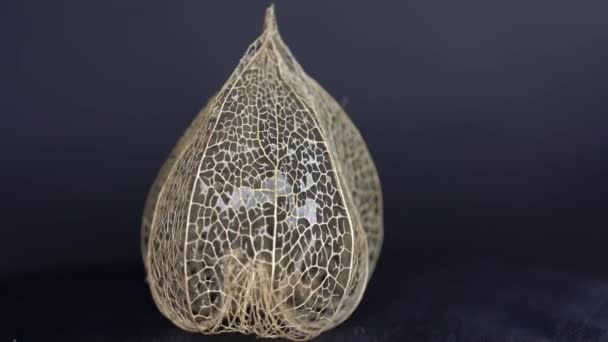 Closeup Shot Dried Physalis Gigantea Flower — Αρχείο Βίντεο