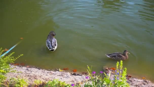 Beautiful Ducks Lake Zoo Sunny Day — Stock Video