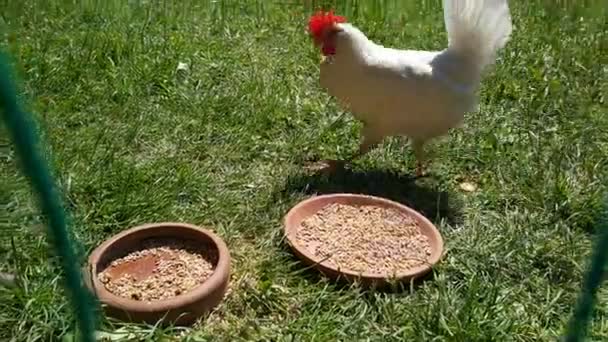 Wypas Kurczaka Świeżym Powietrzu Słoneczny Dzień — Wideo stockowe