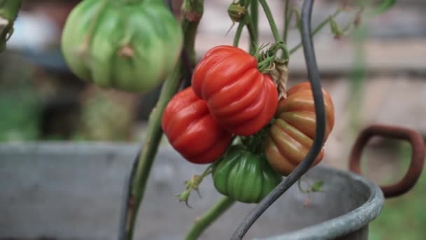 Primo Piano Pomodori Arruffati Sulle Viti Campo Agricolo Girato — Video Stock