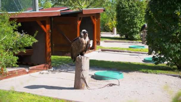 Een Jonge Vrouw Zit Een Bankje Het Park — Stockvideo