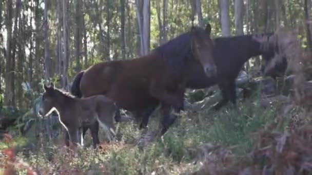 Dog Forest Autumn Season — Αρχείο Βίντεο