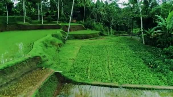 Aerial View Green Grassland Rice Terraces — Stock Video