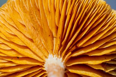 A closeup shot of a mushroom cap gills details clipart