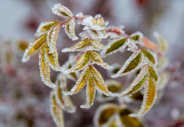 美丽的冰冻黄叶的选择性聚焦拍摄 — 图库照片