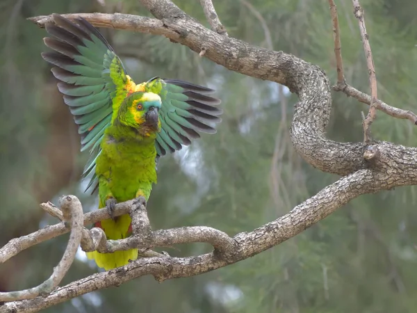 Turkuaz Renkli Amazon Amazona Aestiva Buenos Aires Vahşi Doğasında Kanatlarını — Stok fotoğraf