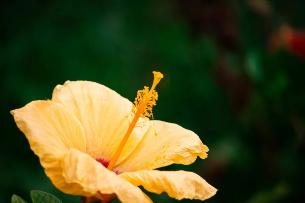 Gros Plan Une Délicate Fleur Hibiscus Fleurs — Photo