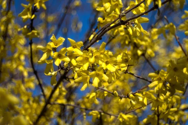 Gelbe Blumen Garten — Stockfoto