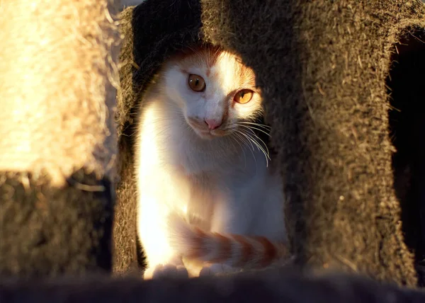 A closeup of a cute cat hiding behind the scratching post