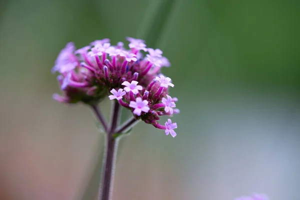 Close Blossoms Patagonian Vervain Verbena Bonariensis Blurry Background Copy Space — Stock Photo, Image