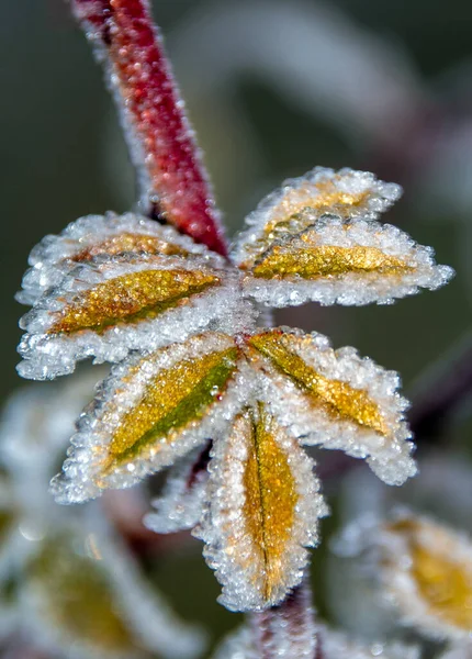 Primer Plano Las Hojas Planta Verde Cubiertas Heladas Cristalinas Matutinas — Foto de Stock