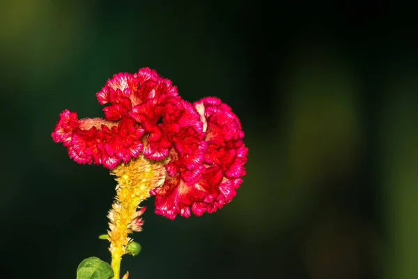 Closeup Shot Celosia Comb Flower Blurry Dark Background — Stock Photo, Image