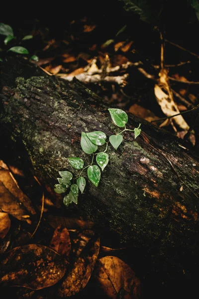 一株美丽的绿色植物生长在倒下的树上 树皮上覆盖着苔藓 — 图库照片