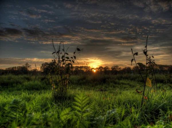 Selective Focus Shot Plants Field Cloudy Sky Sunset — Stock Photo, Image