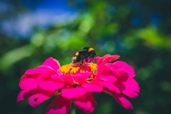 Eine Nahaufnahme Einer Biene Auf Einem Lila Zinnia Einem Feld — Stockfoto