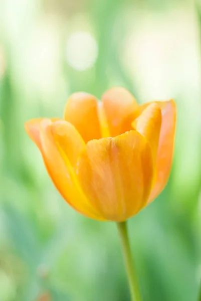 Вертикальный Снимок Оранжевого Тюльпана Зеленом Размытом Фоне Идеально Подходит Обоев — стоковое фото