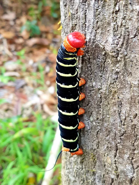 木の幹に黒い毛虫のクローズアップ — ストック写真