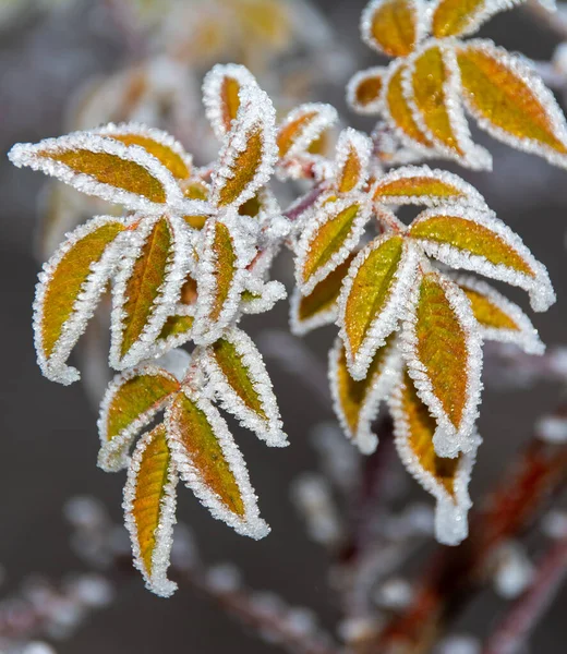 嫩枝上的一缕美丽的冻黄叶子 — 图库照片