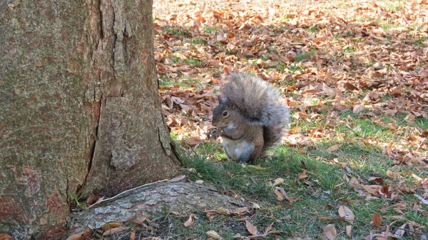 Adorable Écureuil Avec Une Queue Duveteuse Sur Herbe — Photo