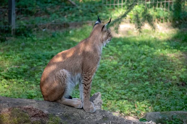 Szelektív Fókusz Közelkép Lynx Egy Sziklán Wildpark Schwarze Berge Rosengarten — Stock Fotó