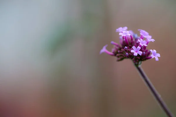 Close Flores Verbena Patagônia Verbena Bonariensis Com Fundo Embaçado Espaço — Fotografia de Stock