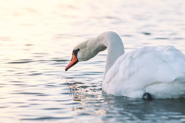 Eine Selektive Fokusaufnahme Eines Wunderschönen Schwans Ruhigen See — Stockfoto