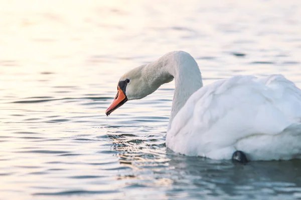 Enfoque Selectivo Hermoso Cisne Lago Tranquilo —  Fotos de Stock