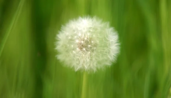 Closeup Shot Single Dandelion Blurred Light Green Background — Stock Photo, Image