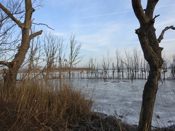 Uma Bela Foto Lago Congelado Parque Nacional Biesbosch Holanda — Fotografia de Stock