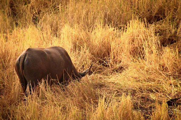 Närbild Vattenbuffel Som Betar Ett Gräsfält — Stockfoto