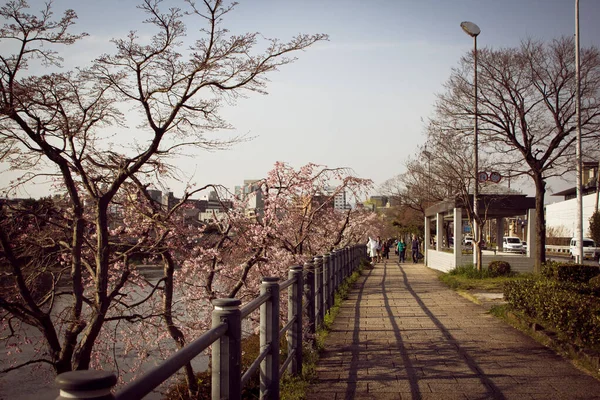 Una Hermosa Vista Los Árboles Sakura Que Crecen Cerca Del — Foto de Stock