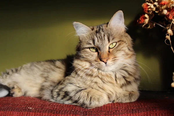 Selective Focus Closeup Tabby Cat Lying Cloth Wooden Surface — Stock Photo, Image