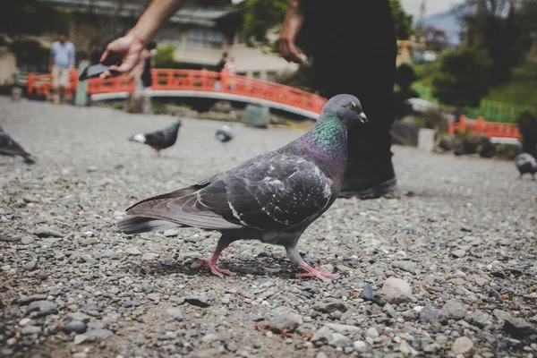 Low Angle View Group Pigeons Standing Ground Fuji Japan — Stock Photo, Image